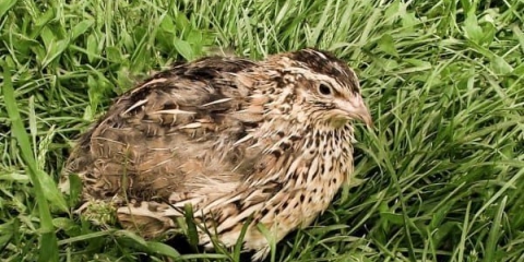 Prepoznatljive karakteristike estonskih prepelica